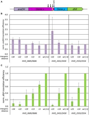 Unidirectional gene pairs in archaea and bacteria require overlaps or very short intergenic distances for translational coupling via termination-reinitiation and often encode subunits of heteromeric complexes